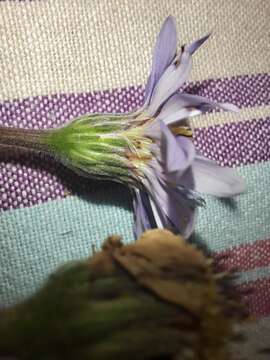 Image of Afroaster hispida (Thunb.) J. C. Manning & Goldblatt