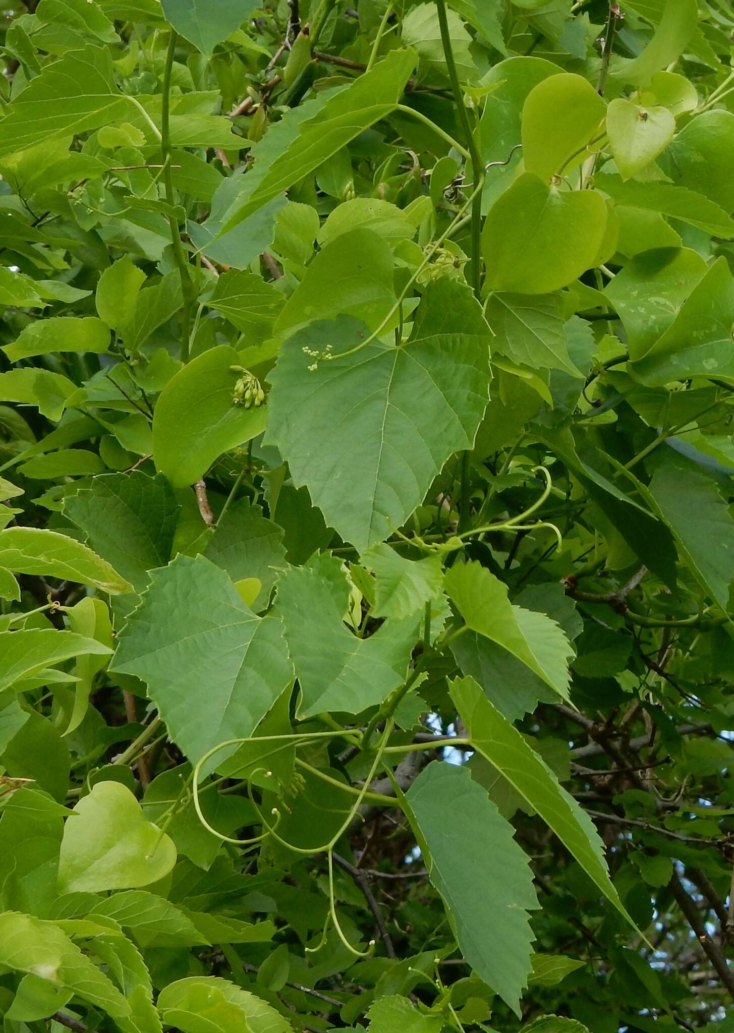 Image of heartleaf peppervine