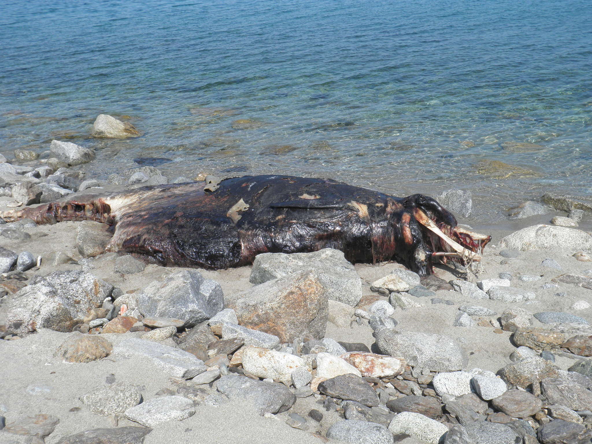 Image of Cuvier's Beaked Whale