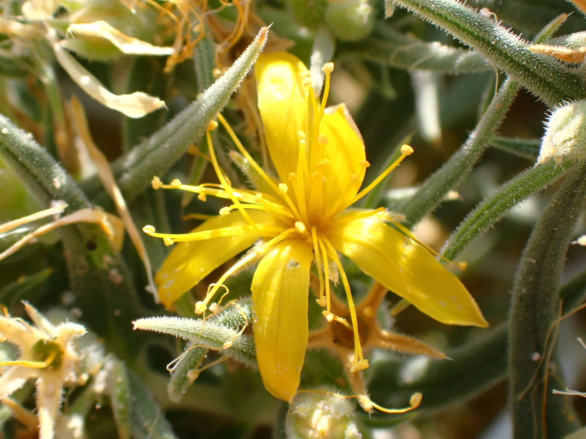 Image of Torrey's blazingstar