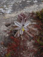 Image of Drimia exuviata (Jacq.) Jessop