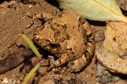 Plancia ëd Crinia deserticola (Liem & Ingram 1977)