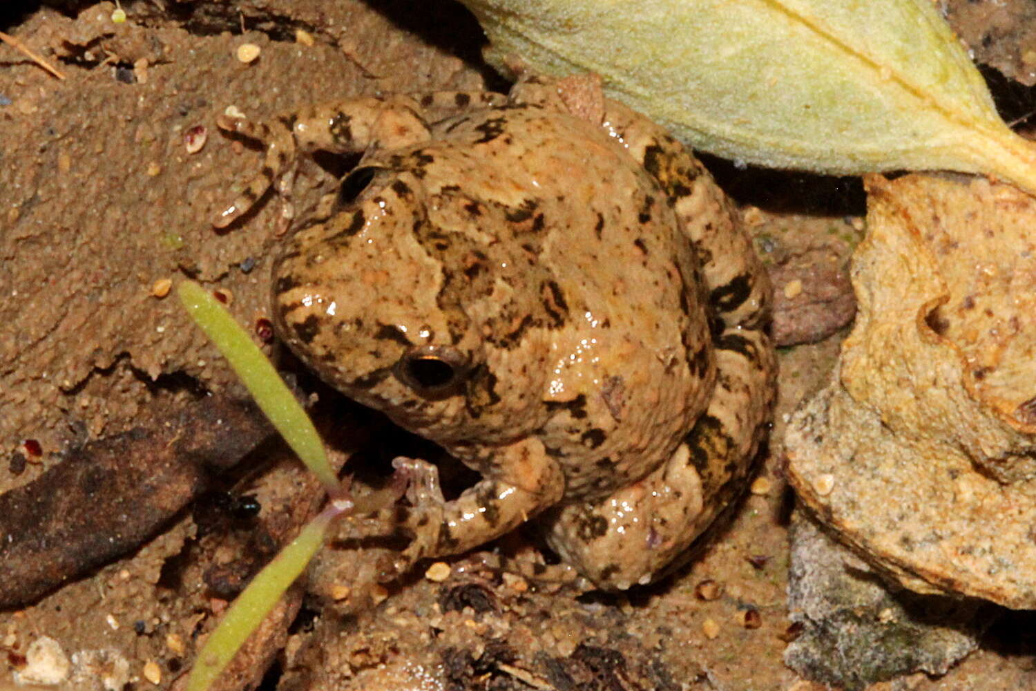 Plancia ëd Crinia deserticola (Liem & Ingram 1977)