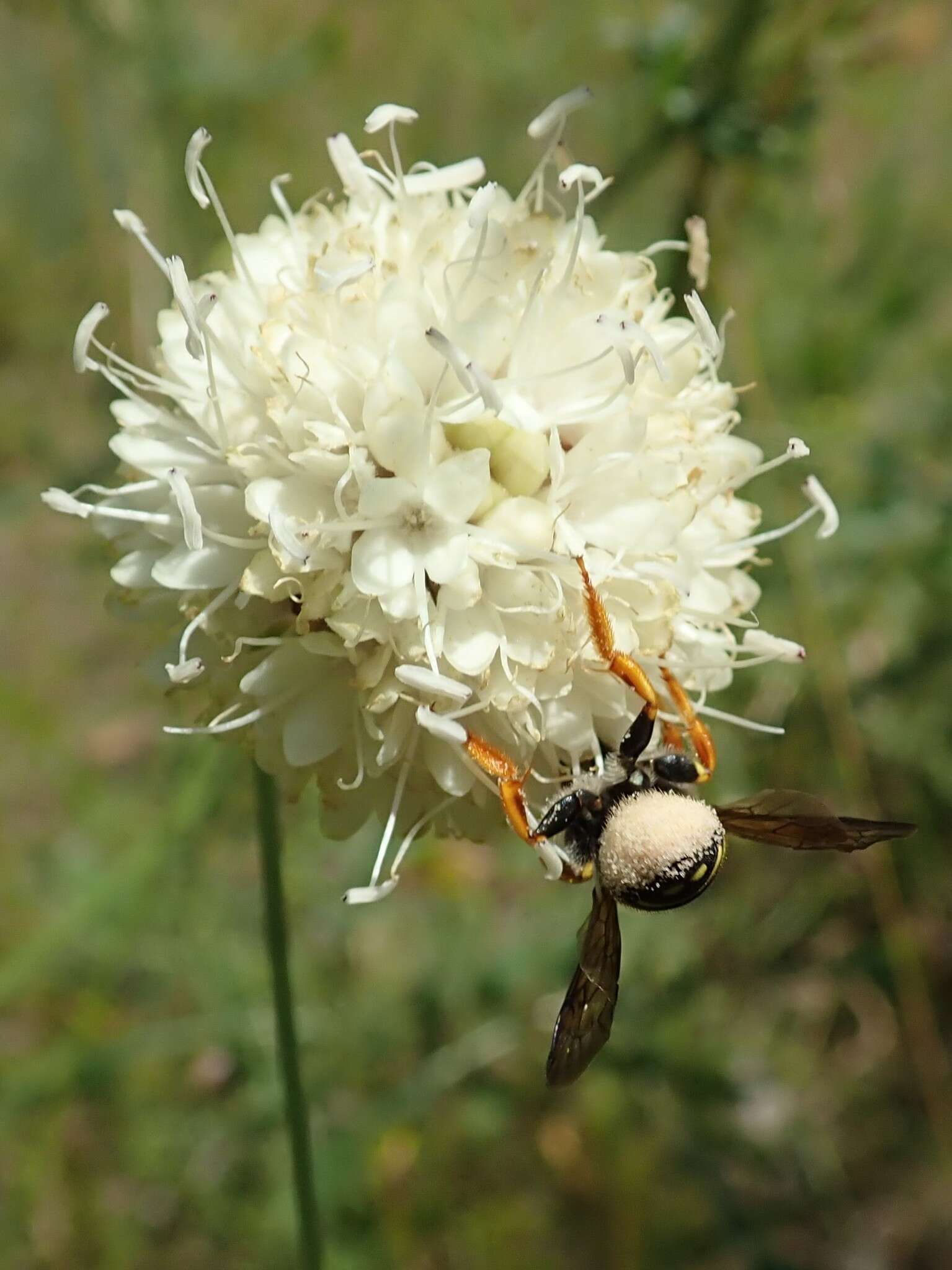 Image de Trachusa interrupta (Fabricius 1781)