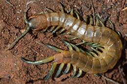 Image of Scolopendra oraniensis Lucas 1846