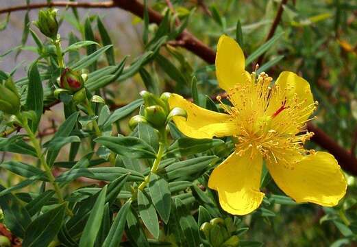 Image of Hypericum revolutum subsp. revolutum