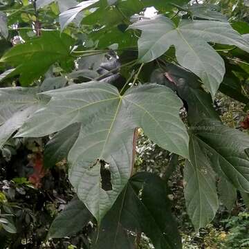 Слика од Sterculia macrophylla Vent.