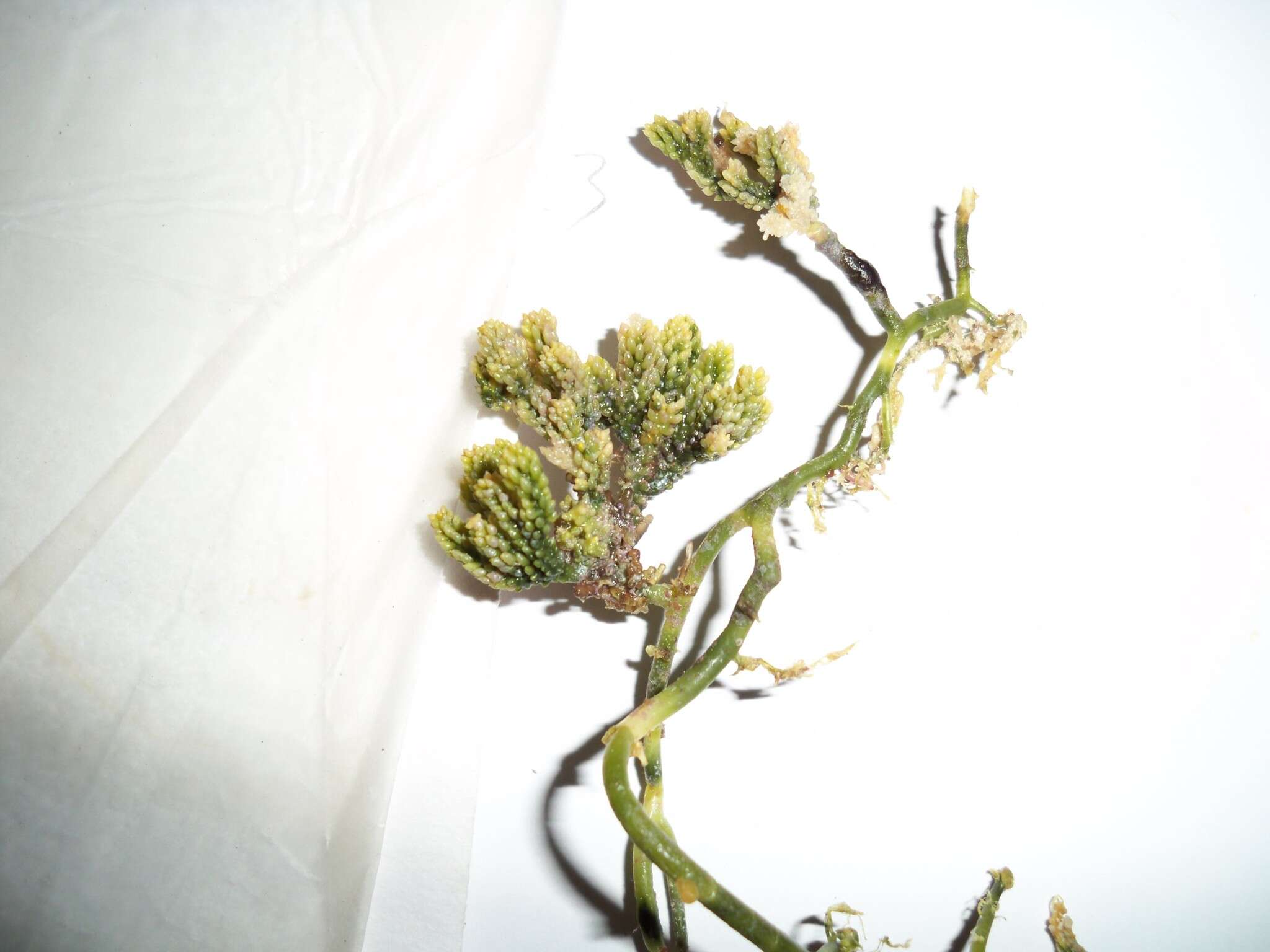 Image of cactus tree alga