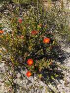 صورة Lampranthus fergusoniae (L. Bol.) L. Bol.