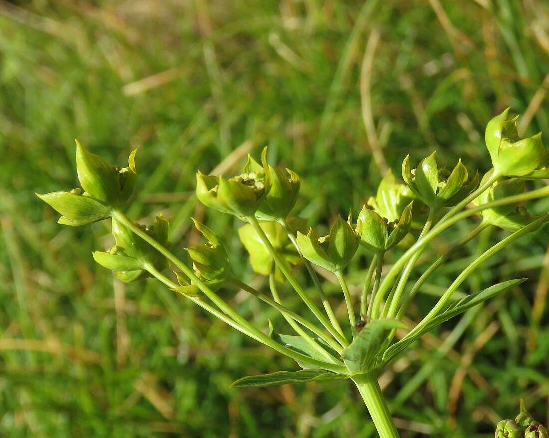 Sivun Bupleurum ranunculoides L. kuva