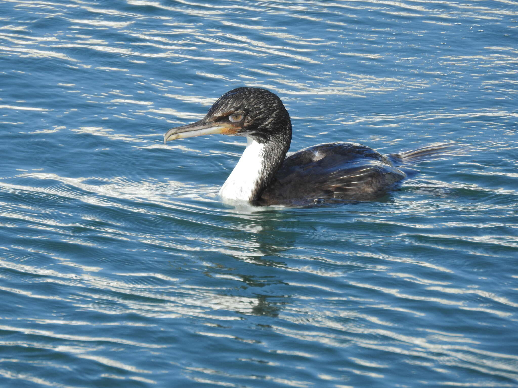 Image of Otago Shag