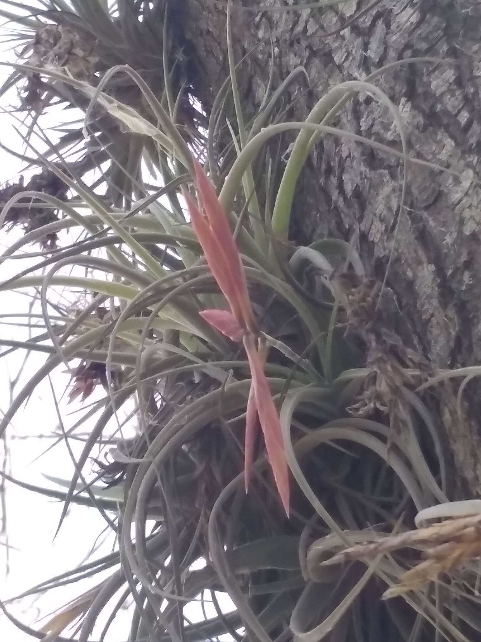 Image of Tillandsia lorentziana Griseb.