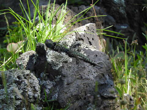 Image of Sceloporus torquatus torquatus Wiegmann 1828