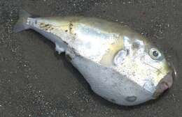 Image of Brown backed toadfish