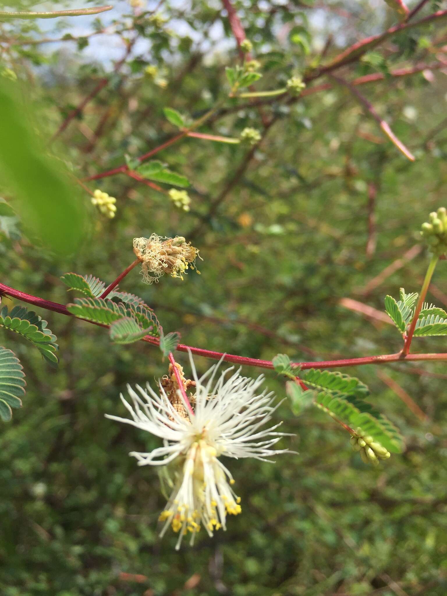 Plancia ëd Desmanthus covillei (Britton & Rose) B. L. Turner