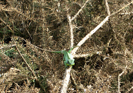 Image of Black-cheek lizard