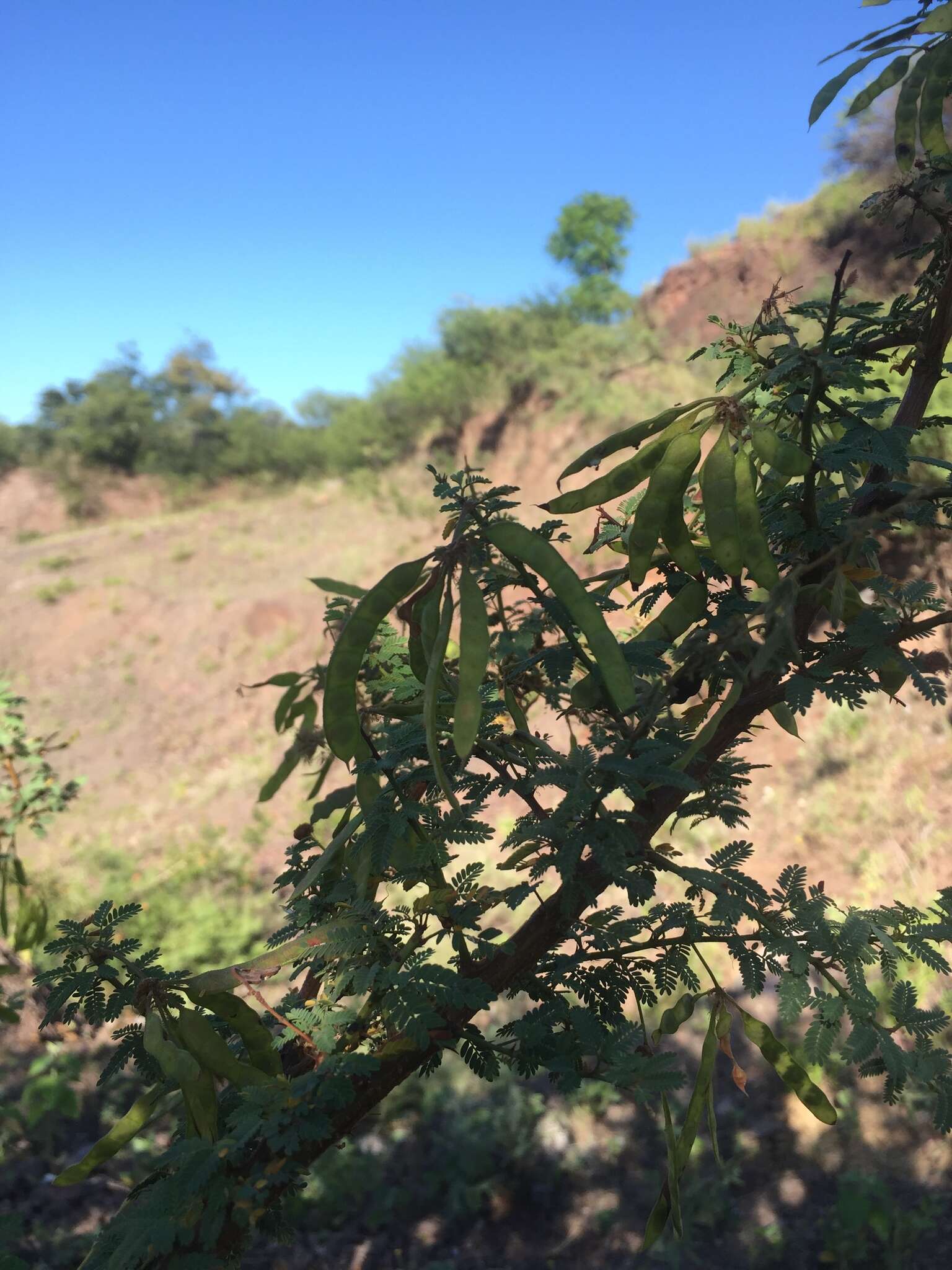 Image of Mimosa farinosa Griseb.