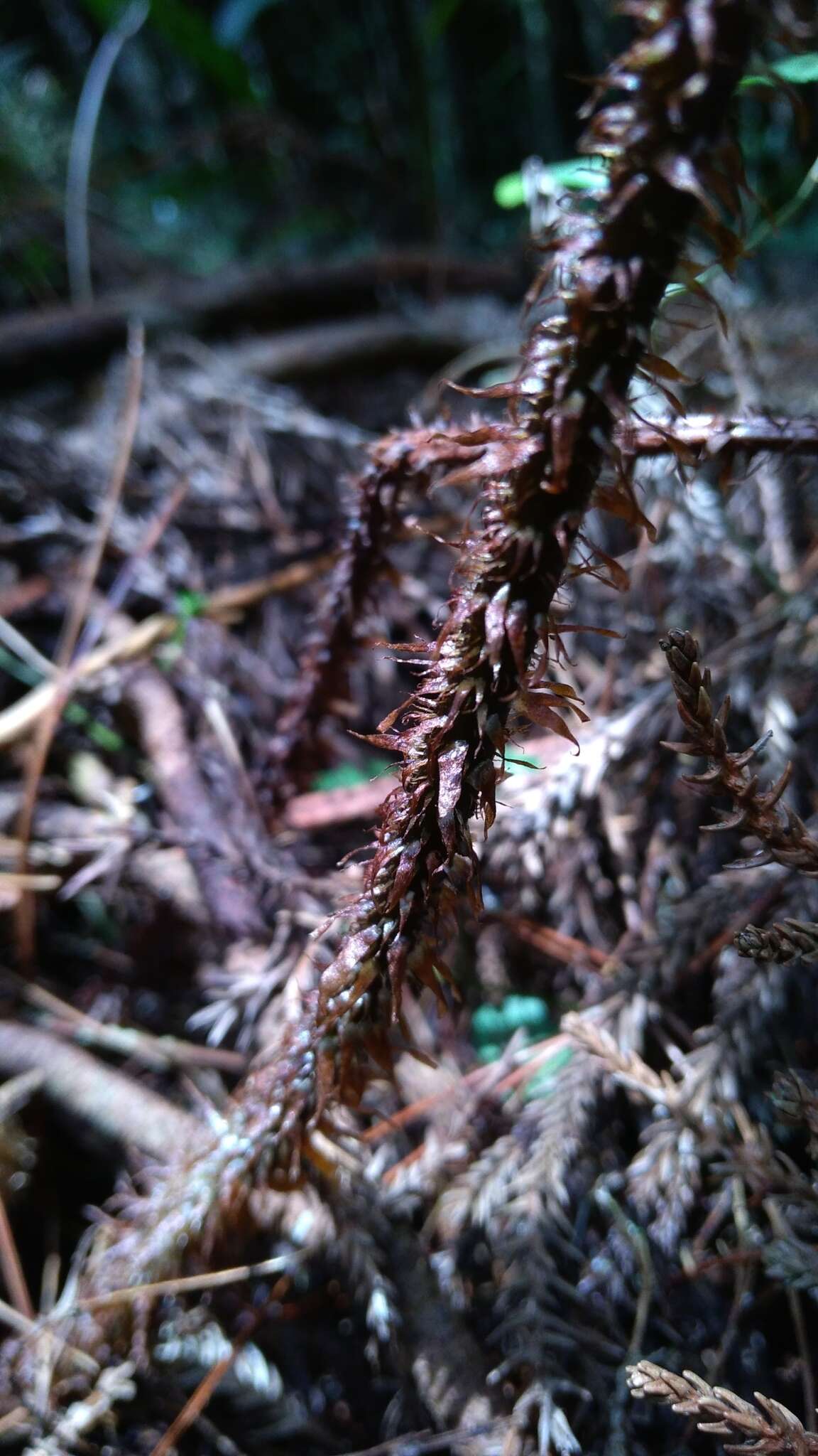 Sivun Dryopteris hendersonii (Bedd.) C. Chr. kuva