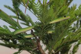 Image of Green Water Snake