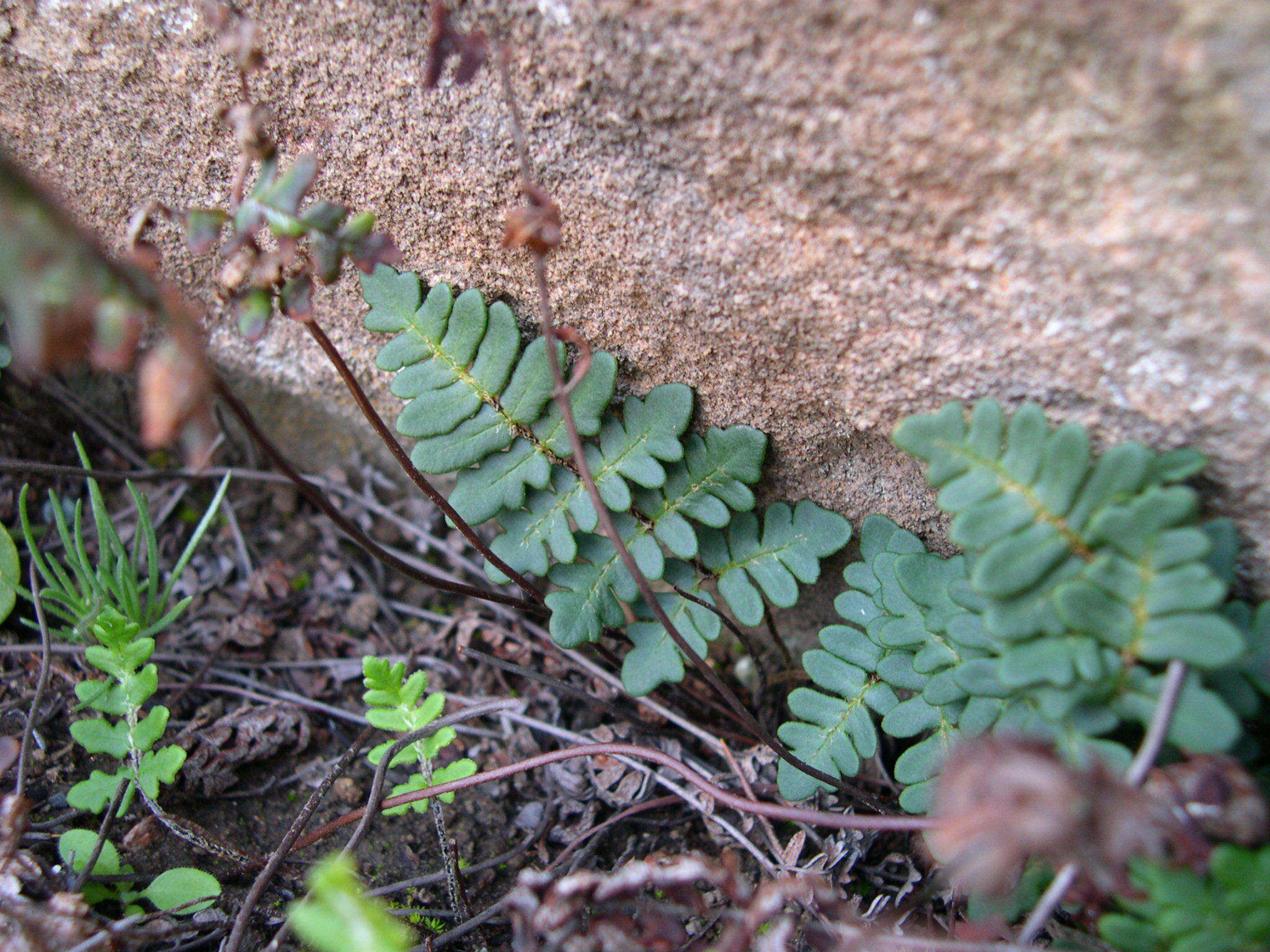 Image of Paragymnopteris marantae (L.) K. H. Shing