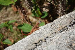 Image of Barahona curlytail lizard