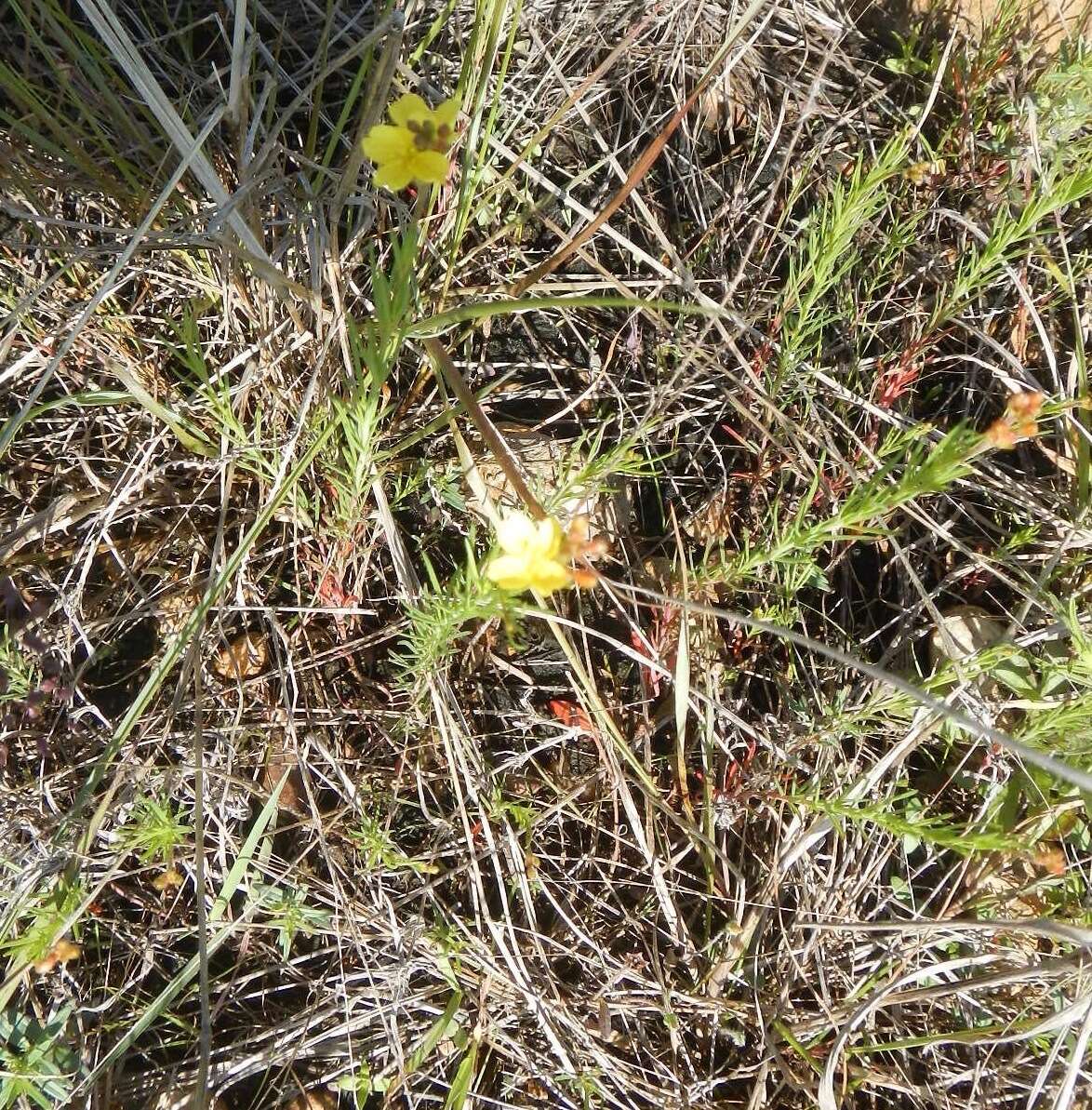 Oenothera linifolia Nutt.的圖片