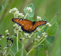 صورة <i>Danaus <i>gilippus</i></i> gilippus