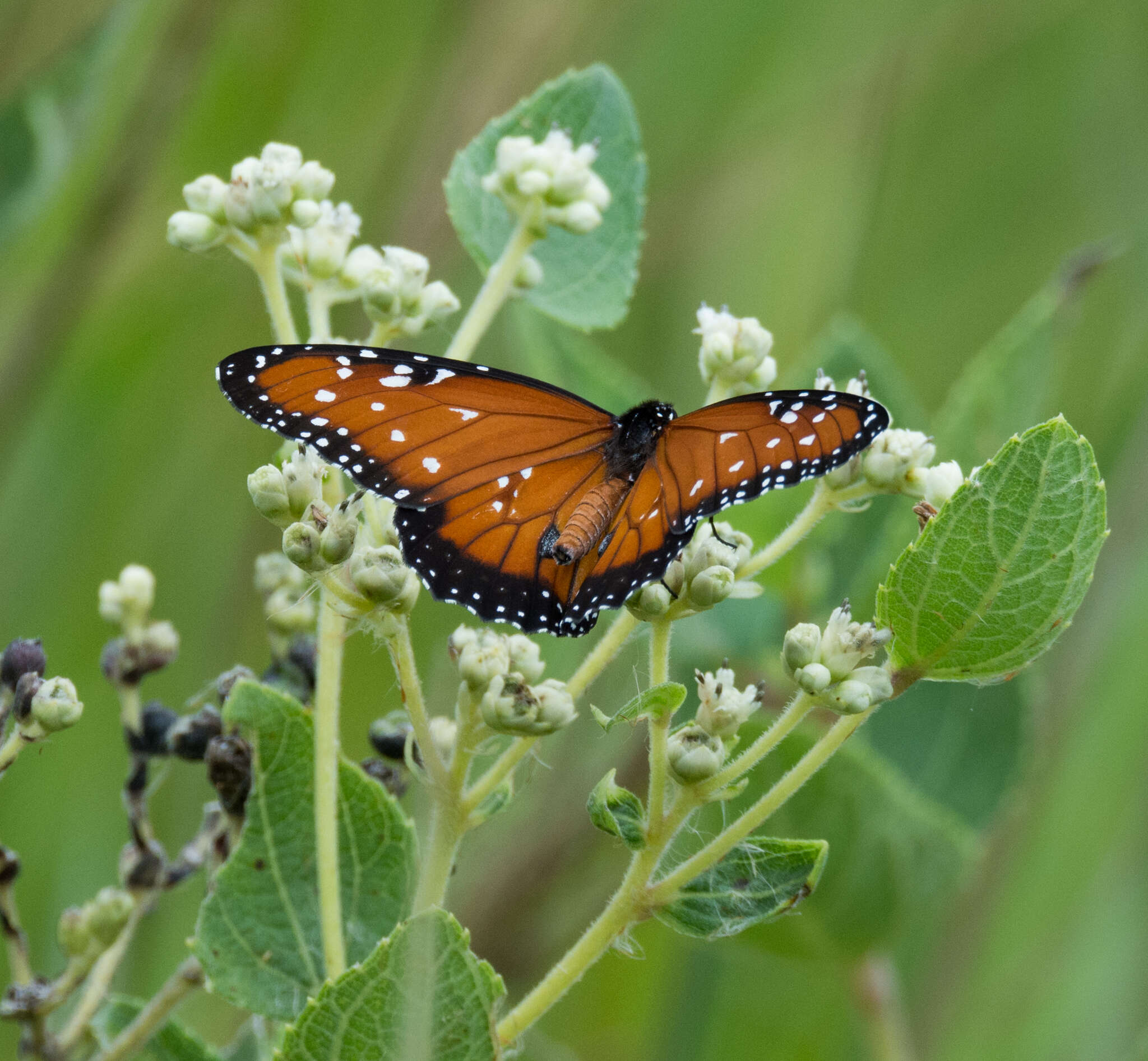 Image of <i>Danaus <i>gilippus</i></i> gilippus