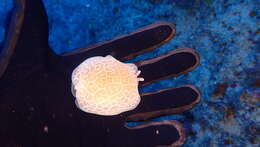 Imagem de Pleurobranchus reticulatus Rang 1832