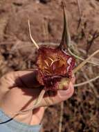 Calochortus fimbriatus H. P. McDonald resmi