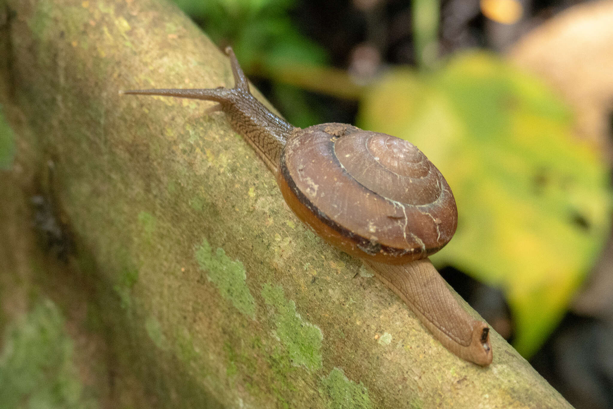 Image of Hemiplecta humphreysiana (I. Lea 1841)