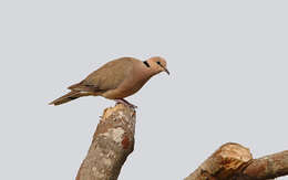 Image of Vinaceous Dove