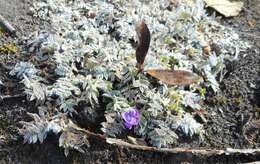 Image de Oxytropis pumilio (Pall.) Ledeb.