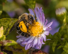Image of Aster Andrena