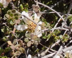 Image of Lime Daisy-bush