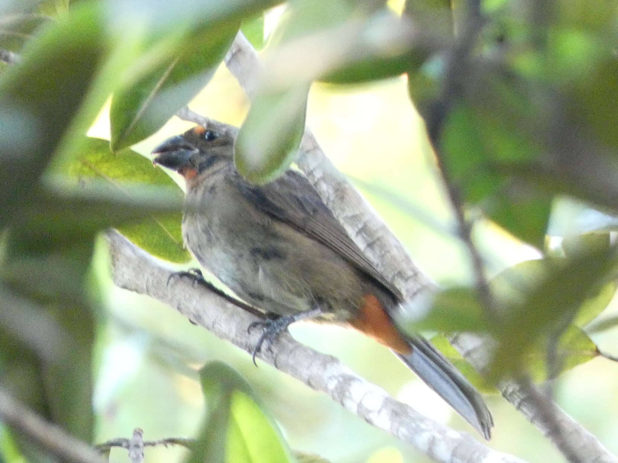 Melopyrrha violacea (Linnaeus 1758)的圖片