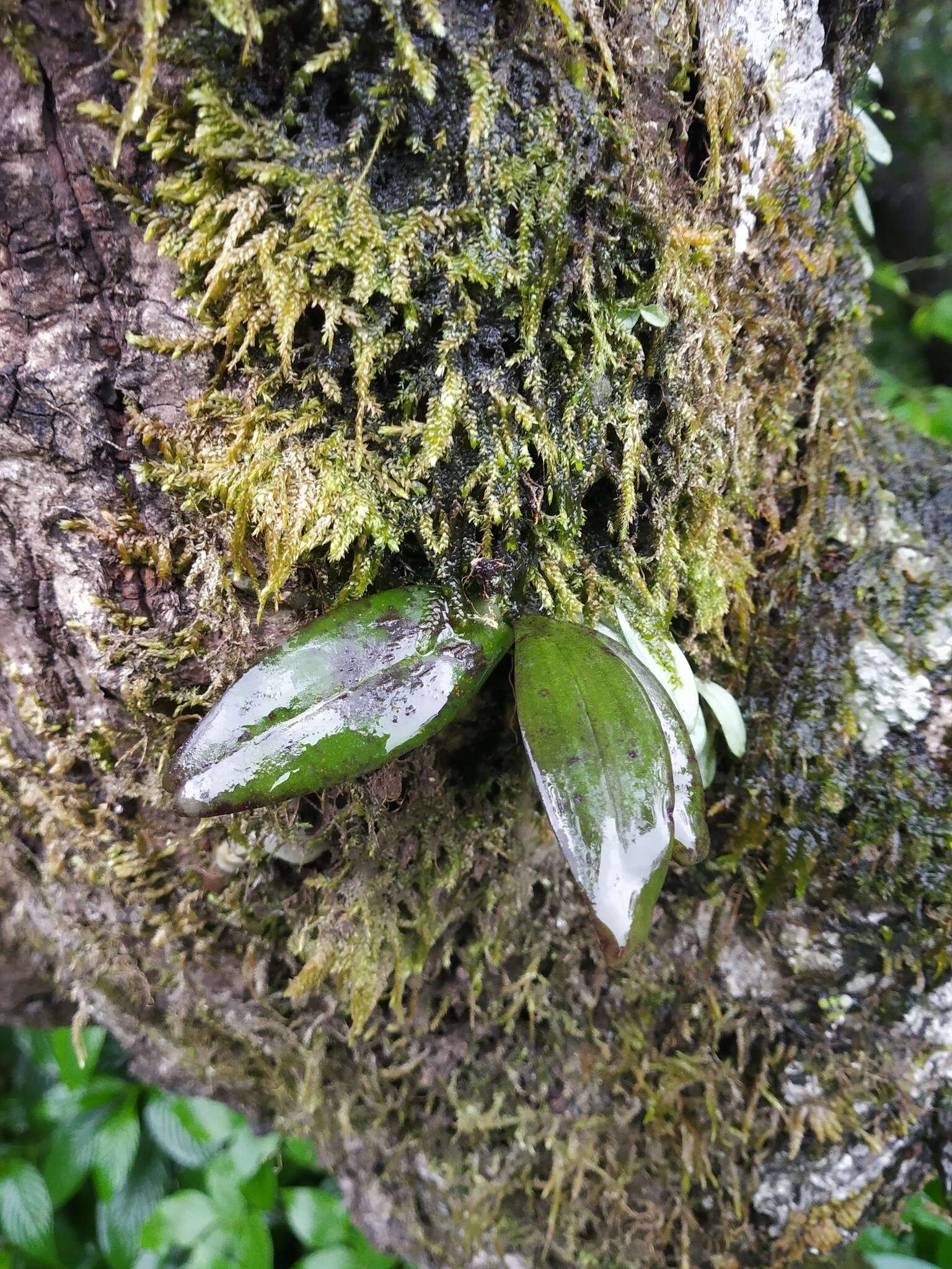 Image of Smithsonia straminea C. J. Saldanha