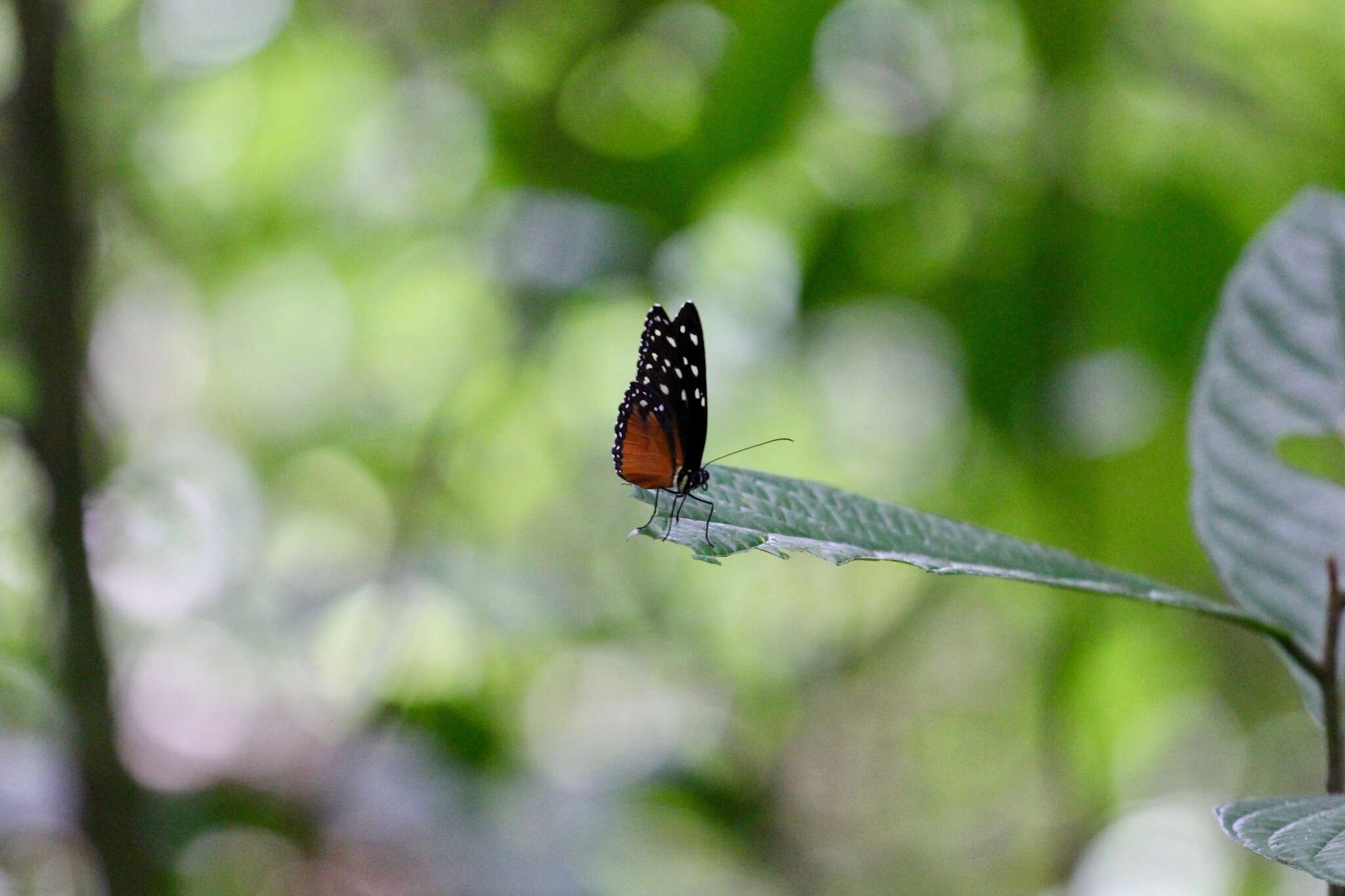 Imagem de Tithorea tarricina pinthias Godman & Salvin 1878