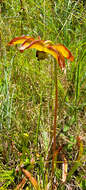 Image of sweet pitcherplant
