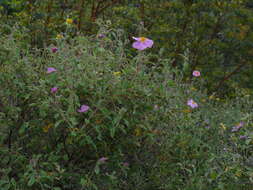 Image of Cretan rockrose