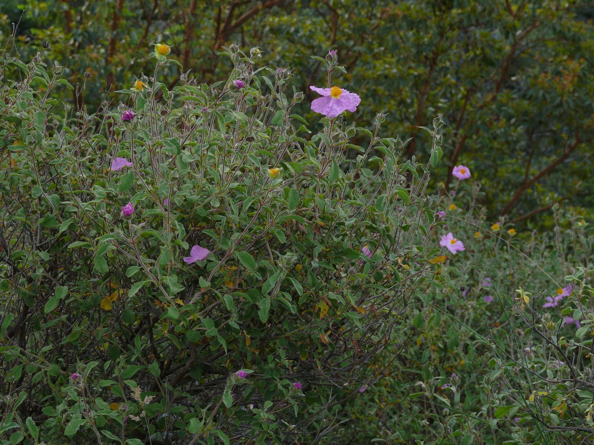 Imagem de Cistus creticus subsp. creticus