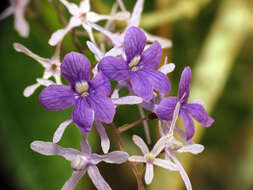 Image of petrea