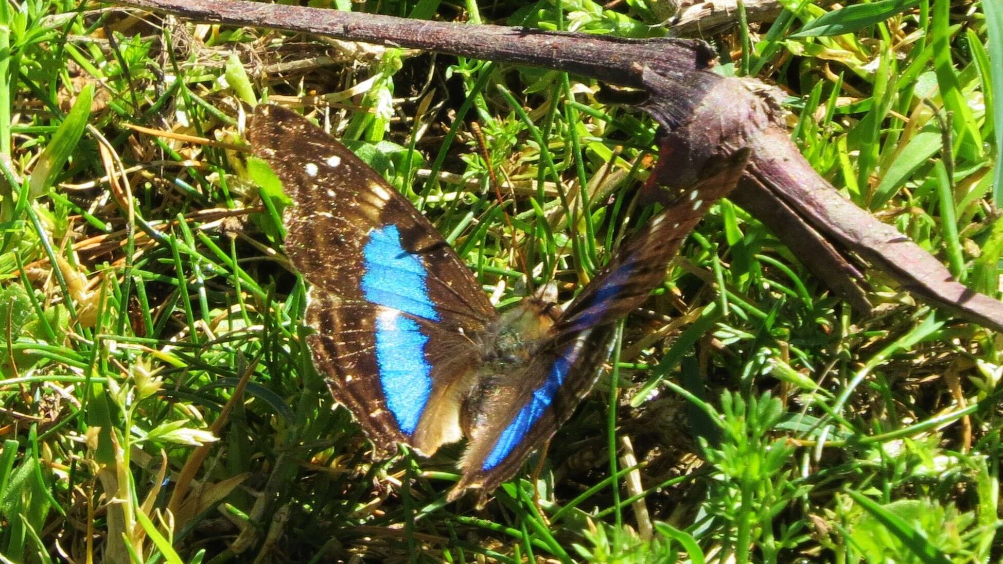 Imagem de Doxocopa laurentia Godart 1823