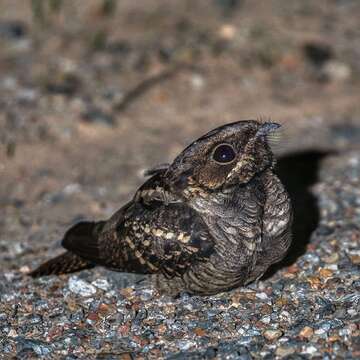 Image of Large-tailed Nightjar