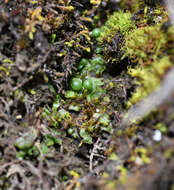 Image of Mannia gracilis (F. Weber) D. B. Schill & D. G. Long