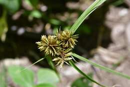 صورة Cyperus manimae Kunth