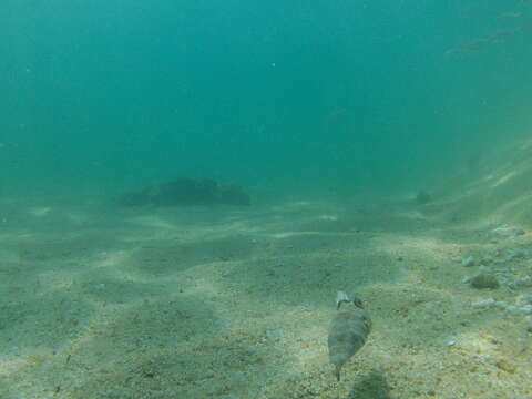 Image of Longnose Puffer