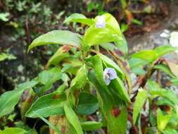 Image of Commelina pallida Willd.