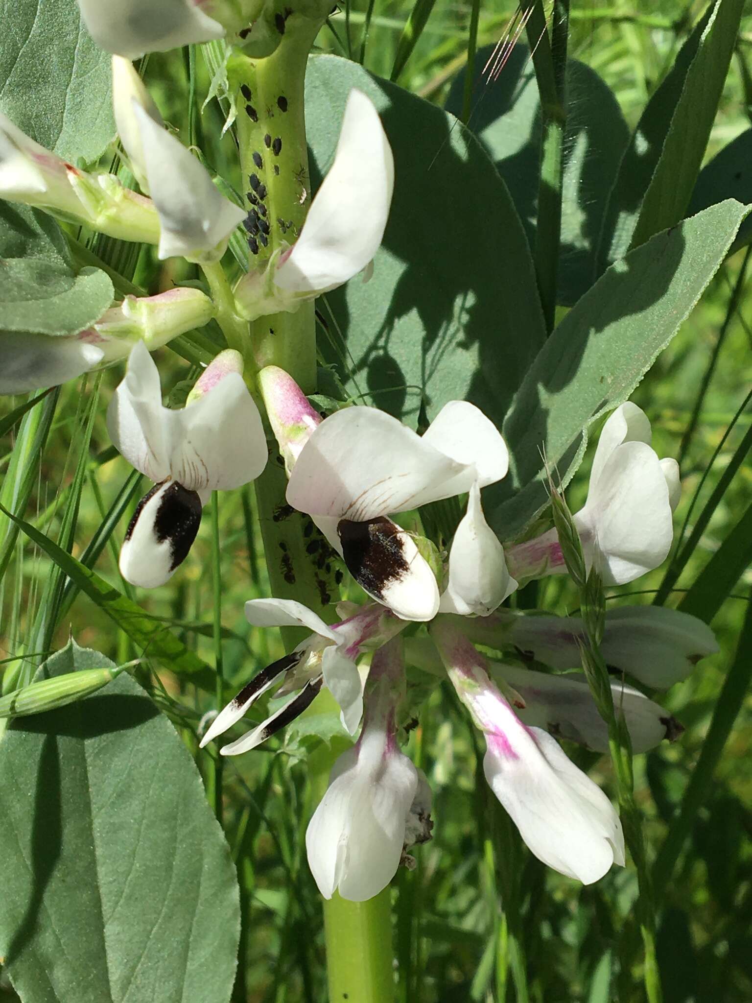 Image of Broad Bean