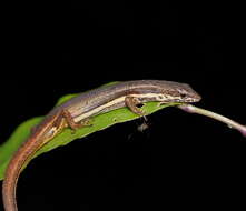 Image of Highland Forest Skink